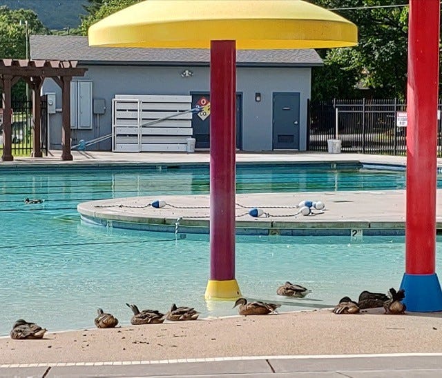 Nobody here but us ducks! Lake Tomahawk ducks are enjoying the Black Mountain Pool on July 2, 2020. The pool is still closed.