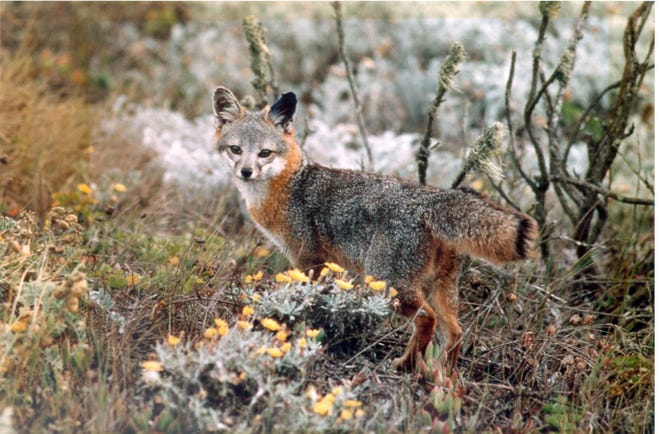 Island foxes are among the species unique to the Channel Islands.